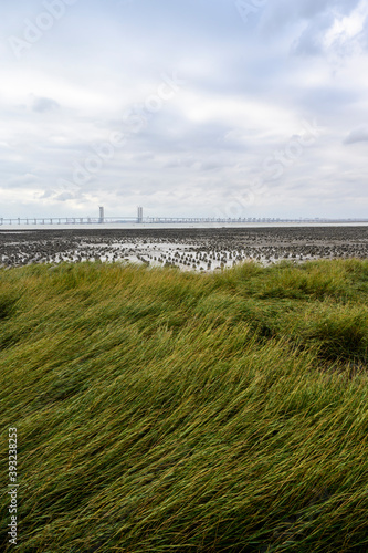 Riverside grass and distant bridge