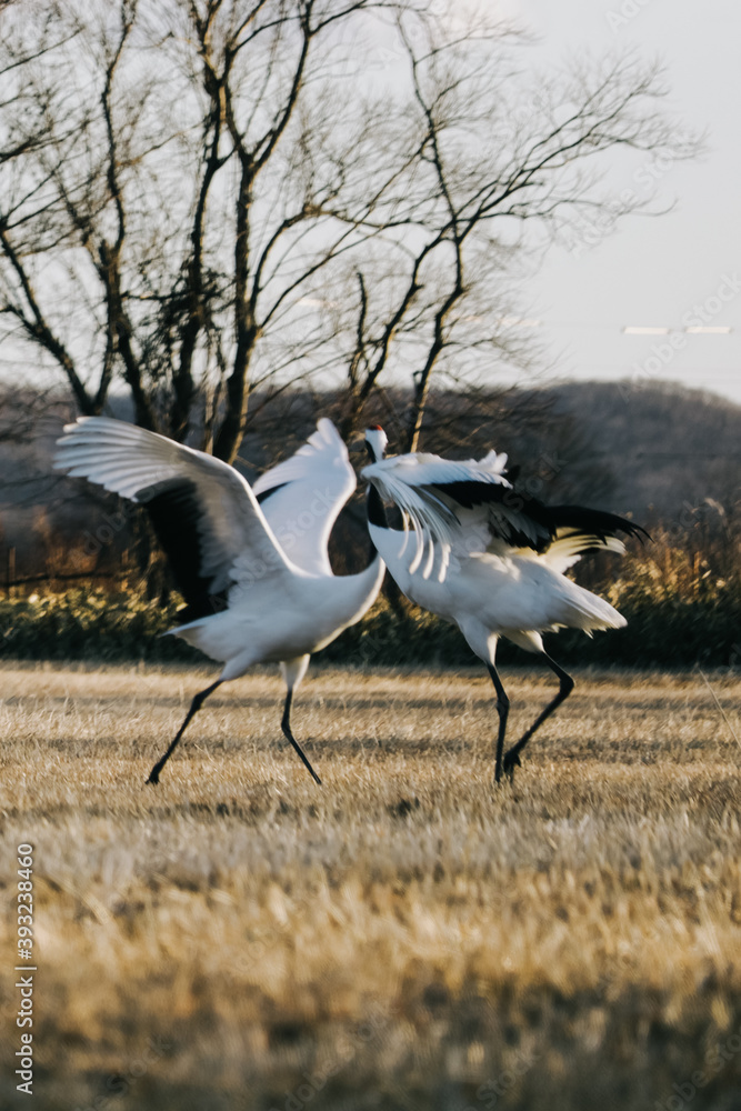 Obraz premium Red-crowned crane bird from Kushiro, Hokkaido in winter season.
