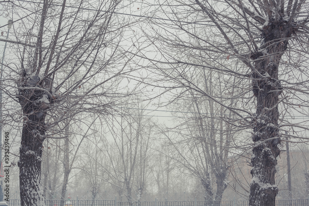 winter city with snow trees winter city with snow trees