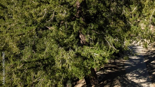 Ponderosa Pine, San Gabriel Mountains