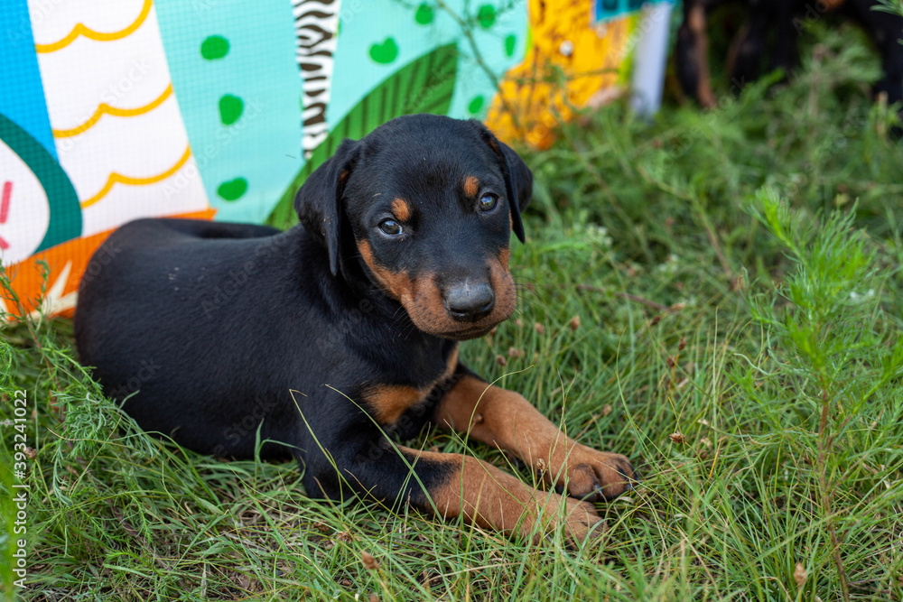 Doberman puppies Stock Photo Adobe Stock