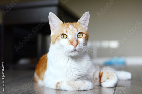 Fototapeta Naklejka Na Ścianę i Meble -  Hermoso gato anaranjado acostado mirando a cámara