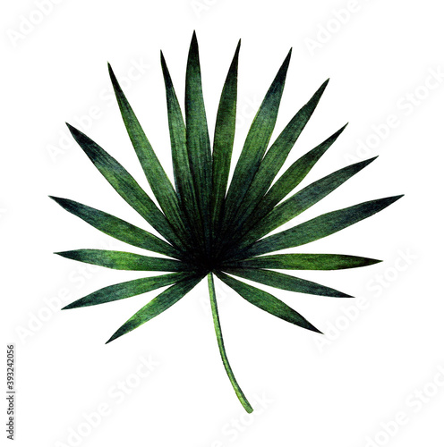 Tableau sur toile Saw palmetto