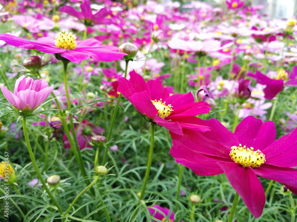 cosmos flowers are blossoming beautifully cosmos flowers are blossoming beautifully