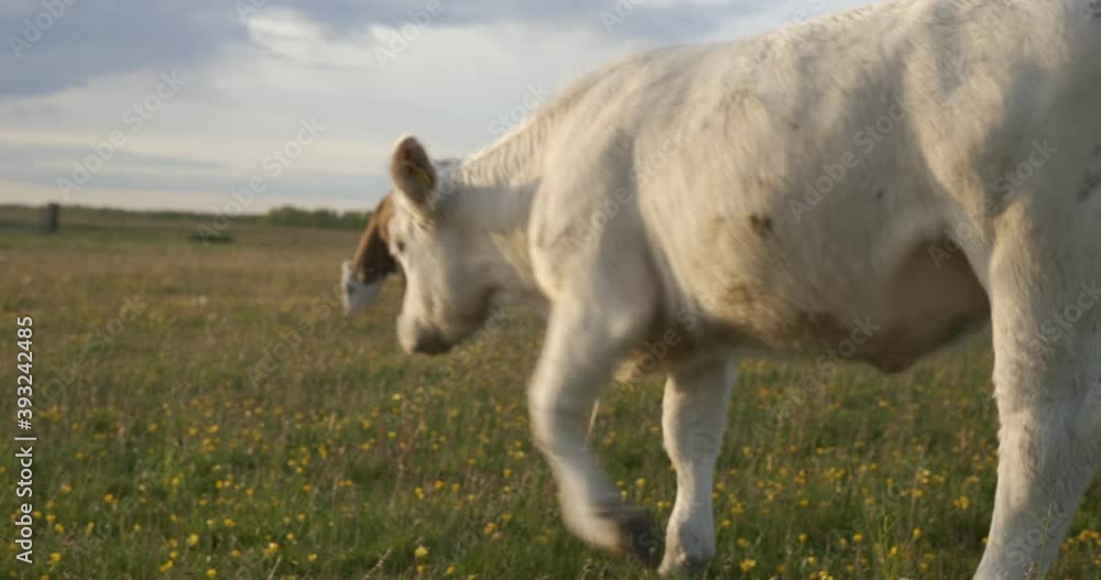 White Cow Eating Grass and Dandelions With Other Cows in South Sweden Skåne, Österlen, In Kåseberga by Ales Stenar, Handheld Mid To Wide Shot White Cow Eating Grass and Dandelions With Other Cows in South Sweden Skåne, Österlen, In Kåseberga by Ales Stenar, Handheld Mid To Wide Shot