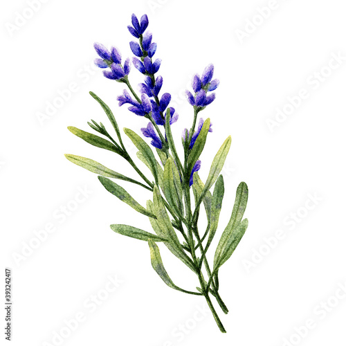 Lavender flowers. Aromatherapy and spa elements. Watercolor hand drawn illustration. Isolated on white background.