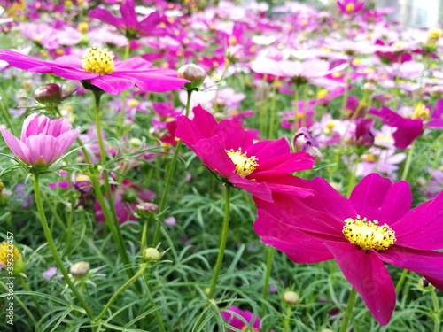 cosmos flowers are blossoming beautifully