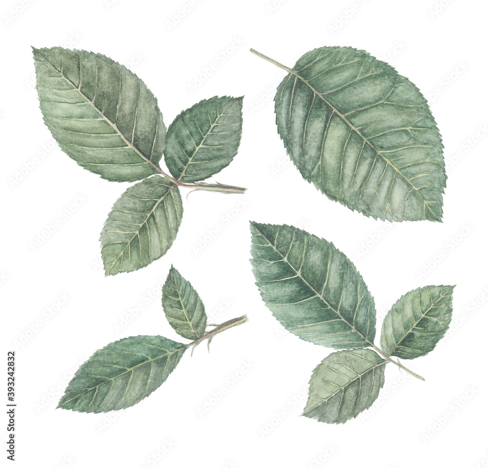 Rose leaves. Illustration painted in watercolor. Isolated on white background. Rose leaves. Illustration painted in watercolor. Isolated on white background.