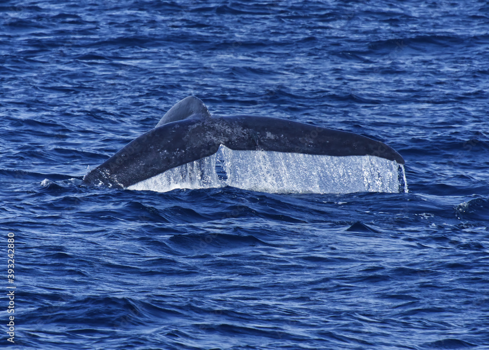 Fototapeta premium Blue Whale Tail Mirissa Srilanka Indian Ocean Coast
