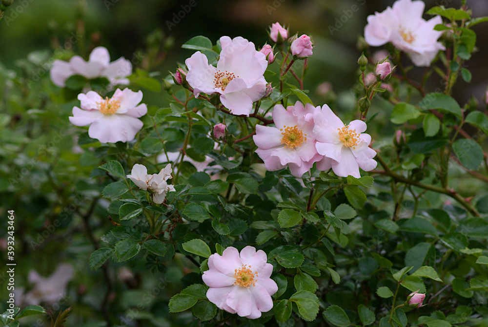 pink and white flowers pink and white flowers