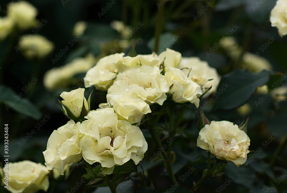 white and yellow rose