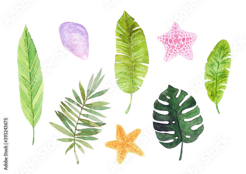 Watercolor tropical leaves and shell  seastars  illustration isolated on white background.