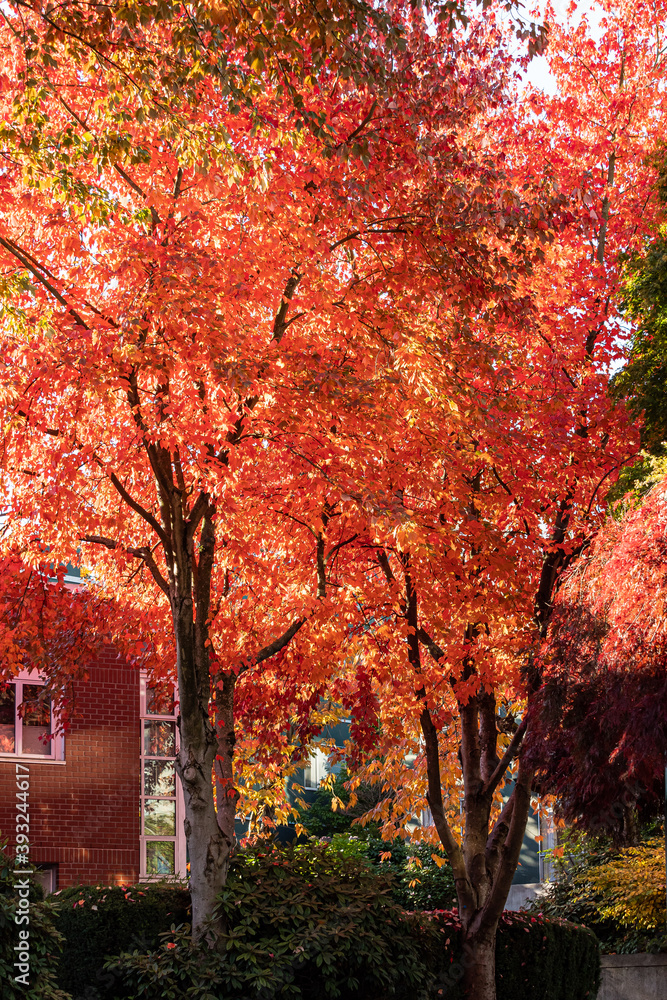 maple trees near the residential area filled with beautiful red leaves back-lit by the morning sun