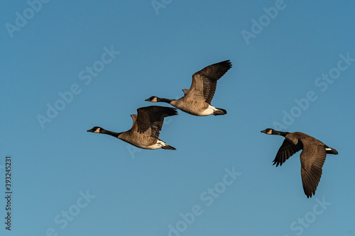 three Canada geese flew overhead under the blue sky on a sunny morning 