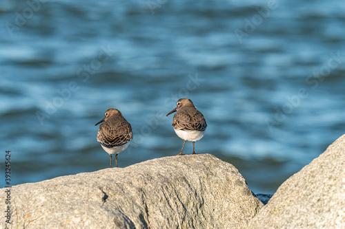 two cute dunlin birds resting on the rock near the coast on a sunny day