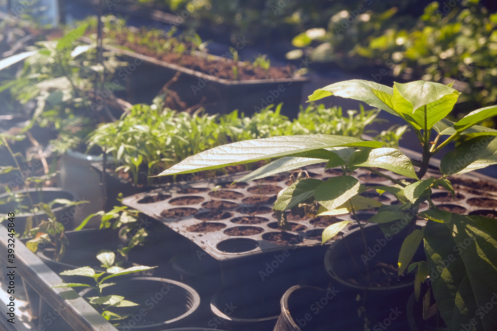 Greenhouse with cultivation of several plants Greenhouse with cultivation of several plants