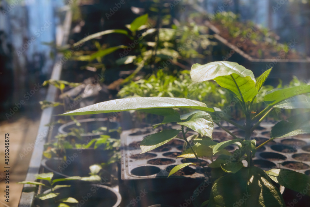 Obraz premium Greenhouse with cultivation of several plants