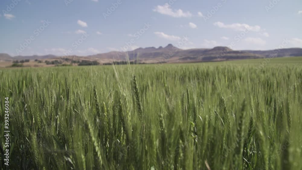 Rack focus from mountain backdrop to farm field of ripening green wheat stalks gently blowing in the breeze. Rack focus from mountain backdrop to farm field of ripening green wheat stalks gently blowing in the breeze.