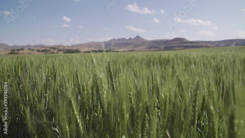 Rack focus from mountain backdrop to farm field of ripening green wheat stalks gently blowing in the breeze. photo