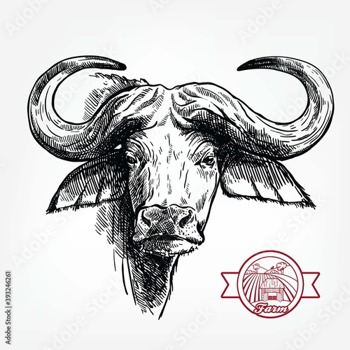 Breeding cattle. head of a Afrikan Buffalo. vector sketch on white background