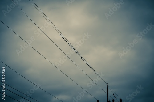 Birds on electric lines