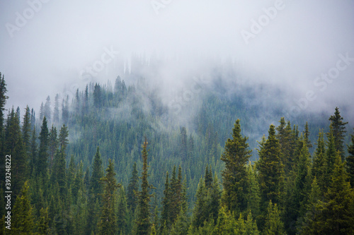 fog in the mountains obscures the fir trees