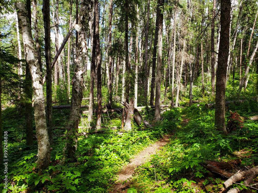 Fototapeta premium Beautiful view on the Blue Lakes Hiking Trail during the summer at Duck Mountain Provincial Park, Manitoba, Canada