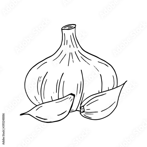 garlic. icon, label, menu. sketch hand drawn doodle. vector monochrome minimalism. food, spice.