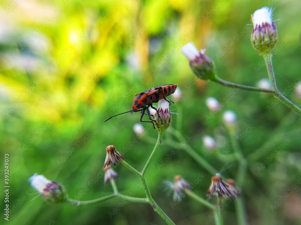 Naklejka premium Red insect on nature with focus photography
