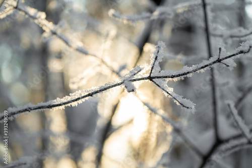 Wallpaper Mural blurred abstract texture of a winter forest in the sunlight Torontodigital.ca