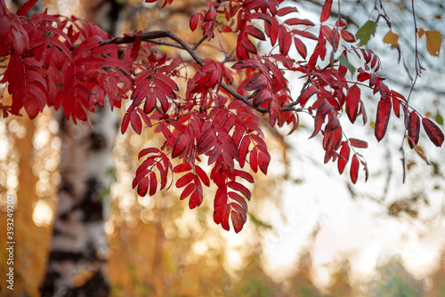 Rowan branch with scarlet leaves on a background of yellow autumn foliage