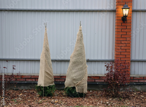 Two bushes of thuja wrapped in burlap against a wall.   photo