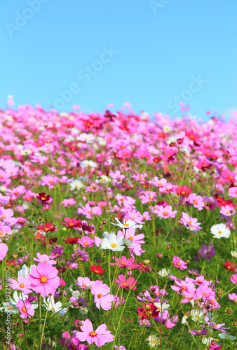 cosmos flower against blue sky