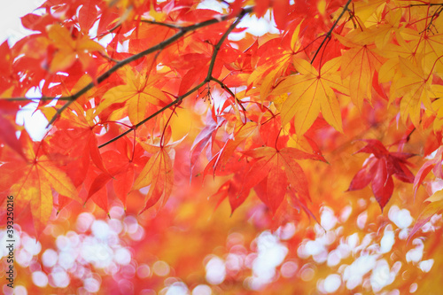 Colorful maple foliage close-up top view  natural background