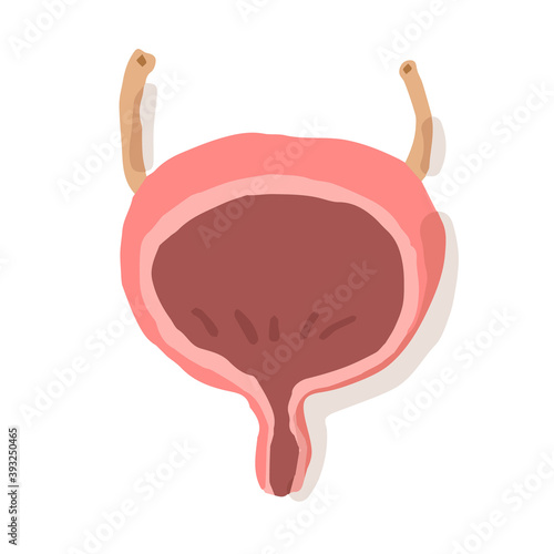 Human urinary bladder; Hand drawn vector illustration like woodblock print