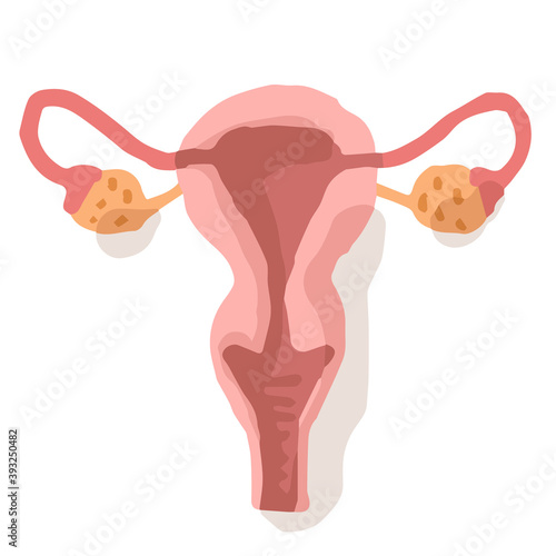 Female reproductive system; Hand drawn vector illustration like woodblock print