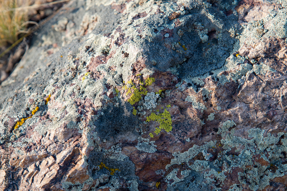 Obraz premium Texture of multi-colored moss and lichen pattern on wild stone.