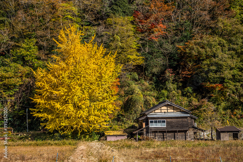 秋の山の中に古民家と並ぶイチョウの木。田舎の風景 © NCP