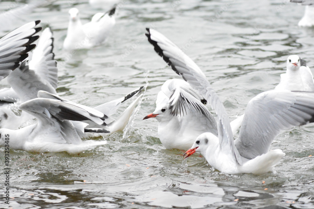 Obraz premium 海辺の鳥