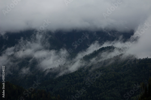 Горы, лес, туман
