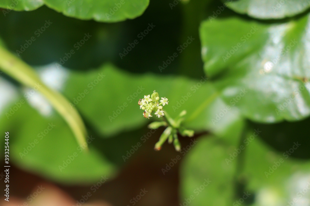 Centella asiatica are growing up and green leaf Centella asiatica are growing up and green leaf