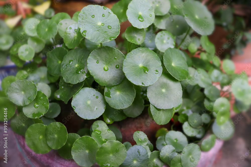 Centella asiatica are growing up and green leaf Centella asiatica are growing up and green leaf