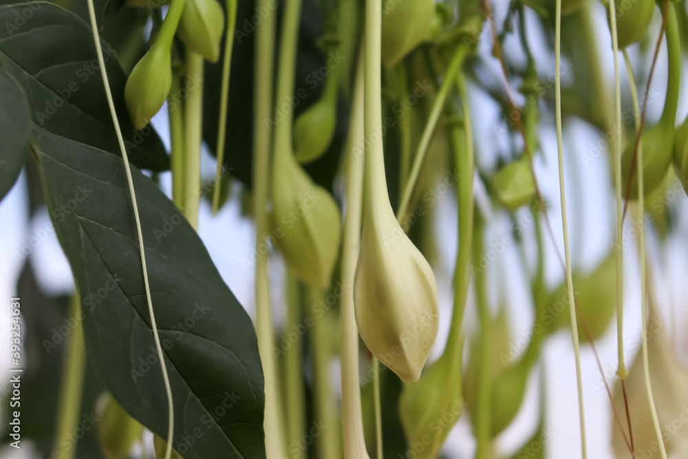 Fototapeta premium White Millingtonia hortensis flower are blooming