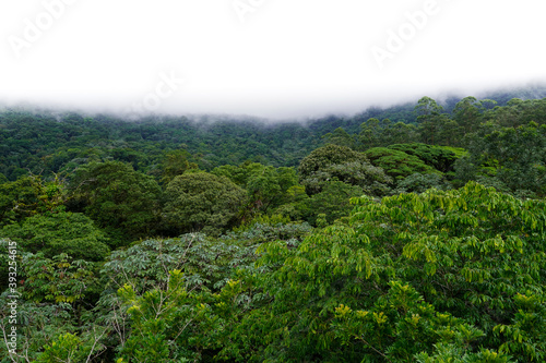 Beautiful view of the magnificent Costa Rica Rainforest trees and Fauna