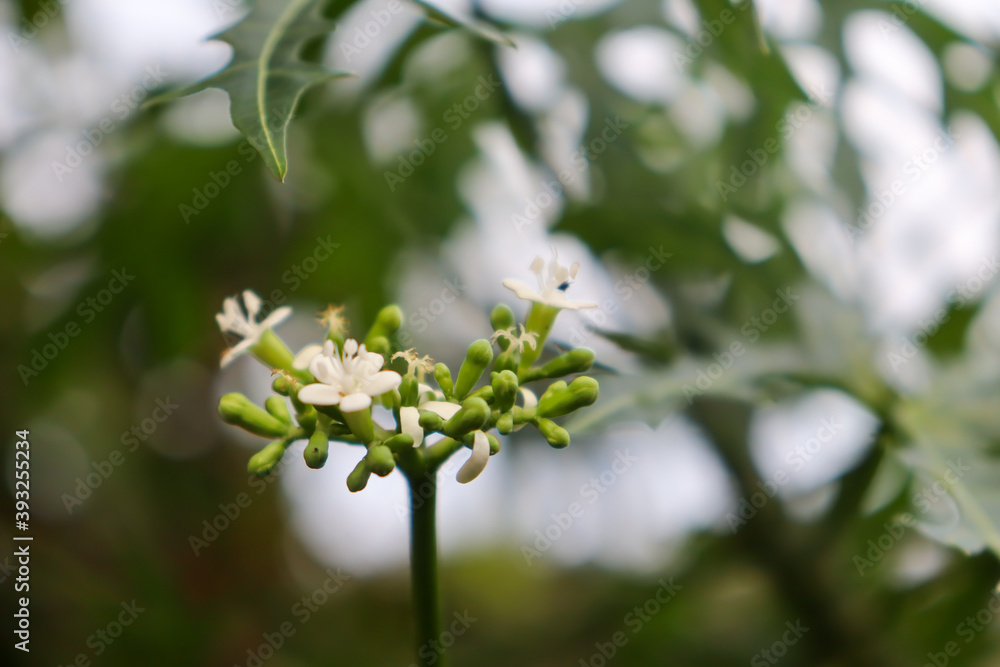 Cnidoscolus chayamansa are blooming and green leaf Cnidoscolus chayamansa are blooming and green leaf