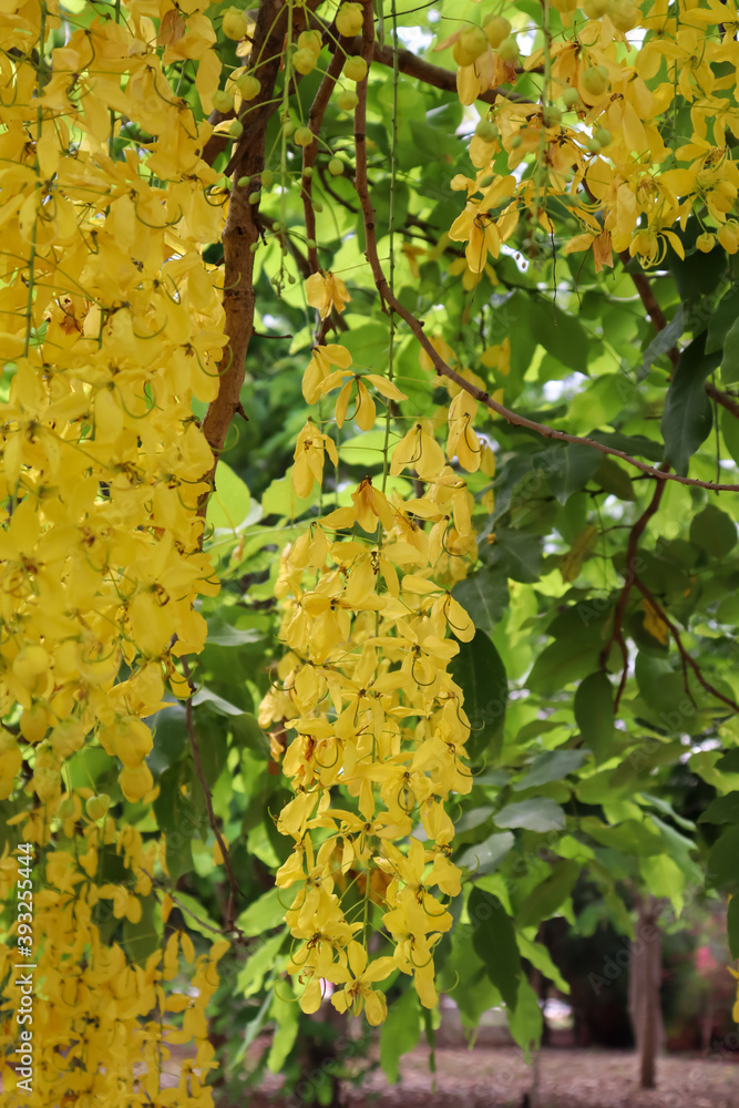 Yellow Cassia fistula flower are blooming Yellow Cassia fistula flower are blooming