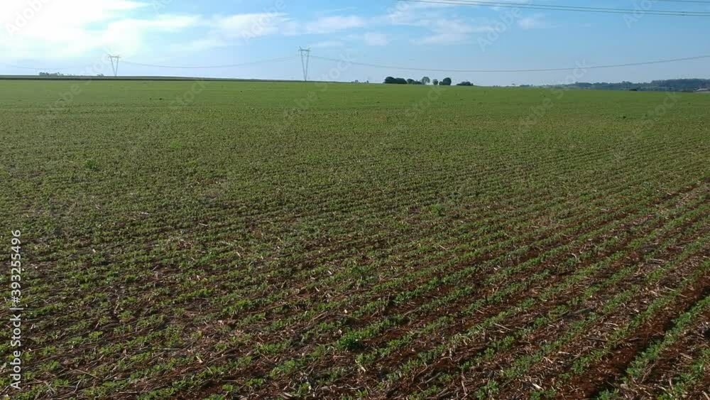 Aerial view of green soybean fiel in Brazil Aerial view of green soybean fiel in Brazil