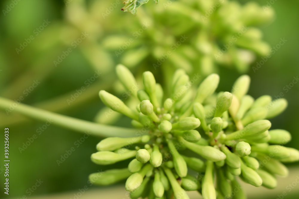 Carica papaya flower are blooming Carica papaya flower are blooming