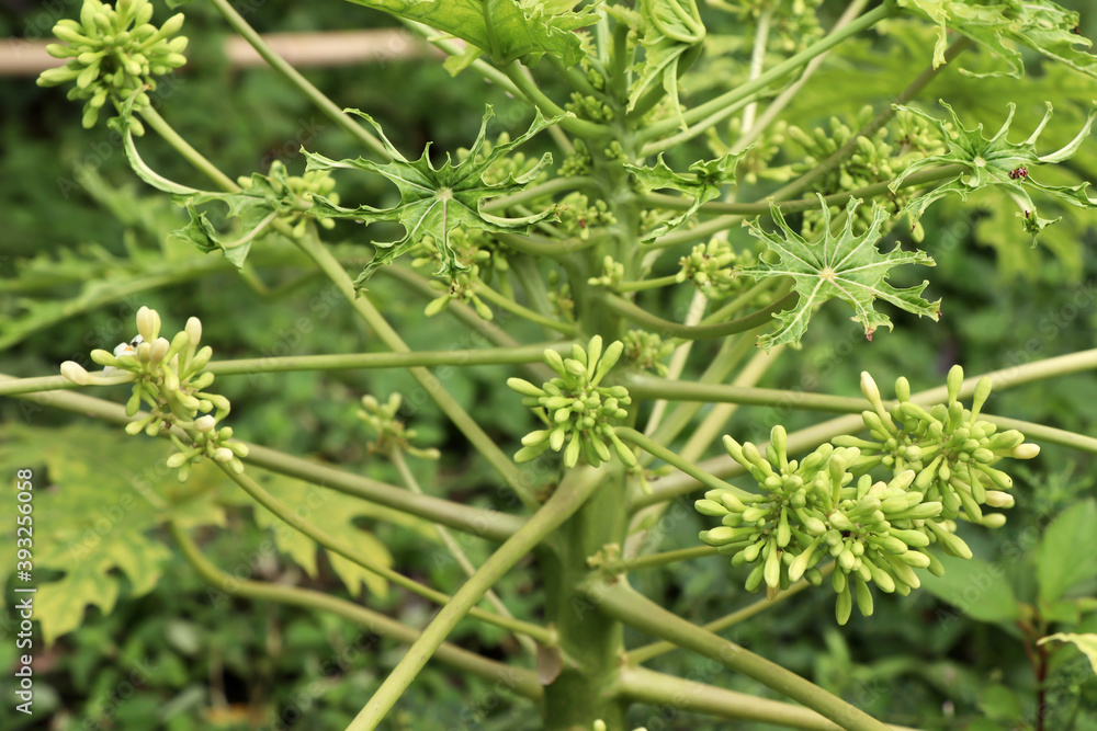 Carica papaya flower are blooming Carica papaya flower are blooming