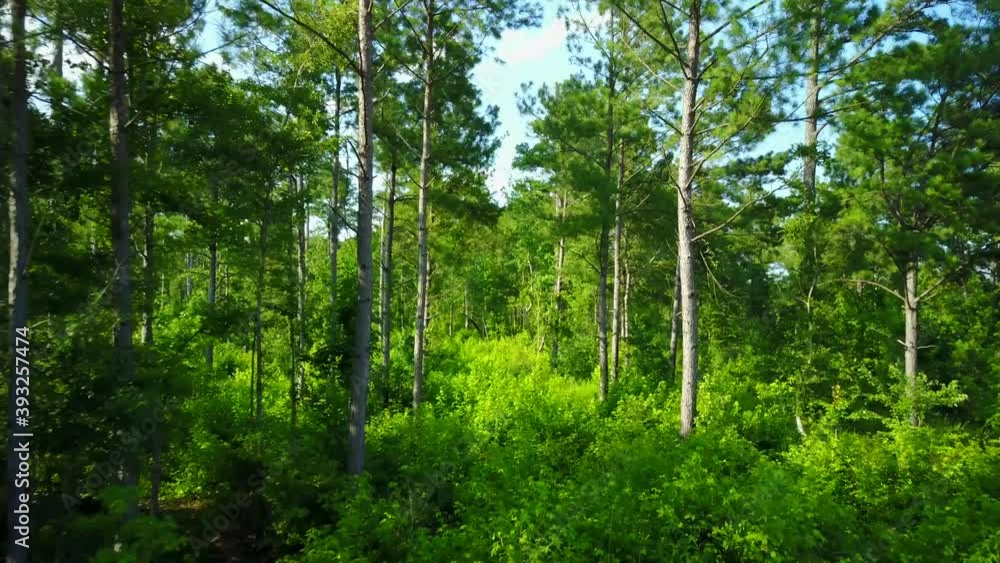 gently flying through beautiful pine tree forest gently flying through beautiful pine tree forest
